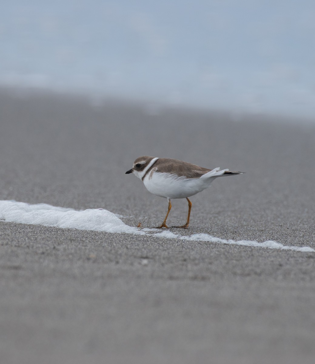 Semipalmated Plover - ML610313340