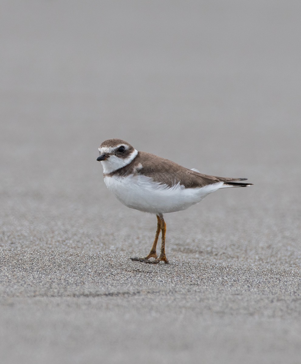 Semipalmated Plover - ML610313341
