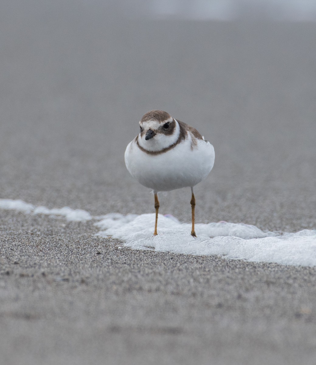 Semipalmated Plover - ML610313342