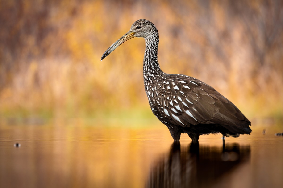 Limpkin - ML610313377