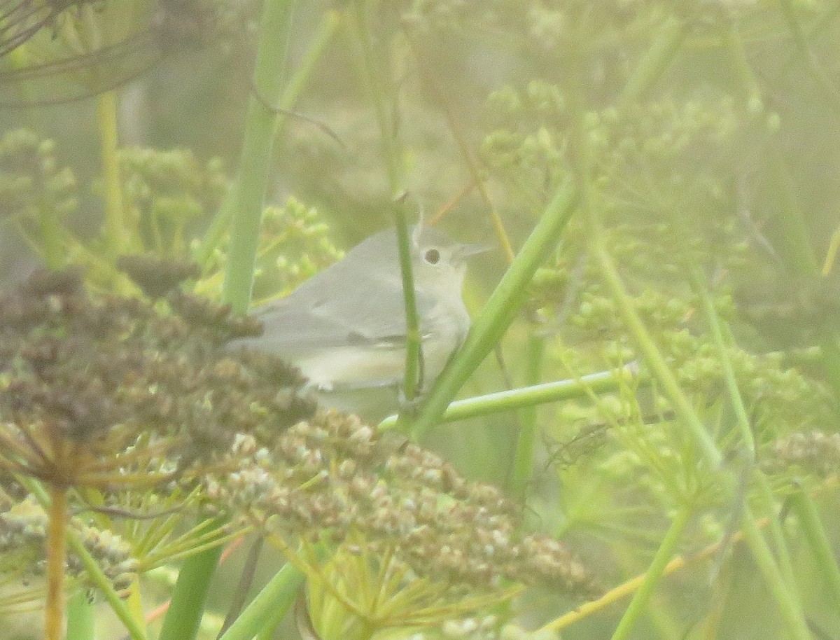 Lucy's Warbler - ML610313429