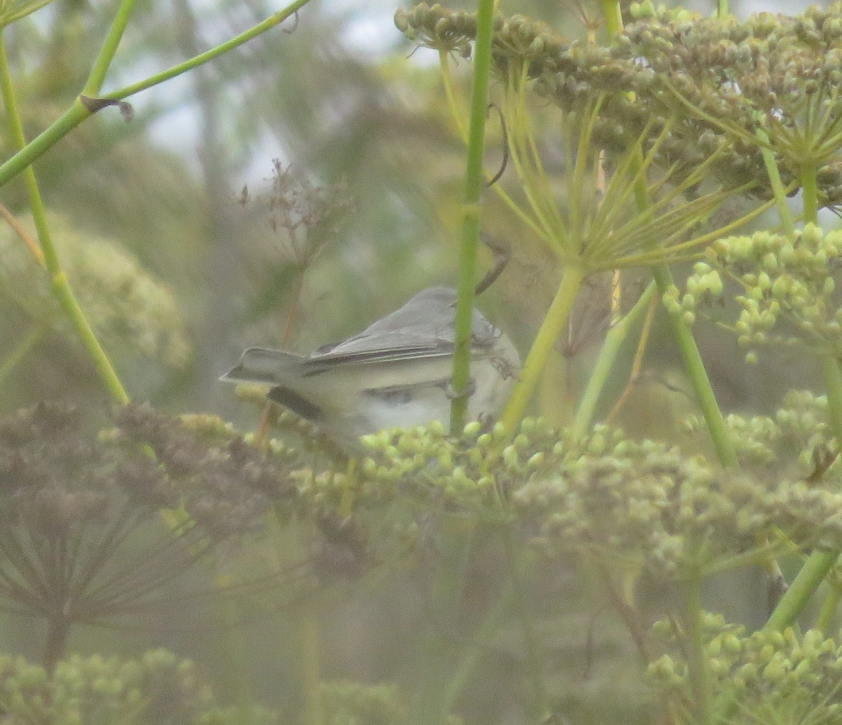 Lucy's Warbler - ML610313432