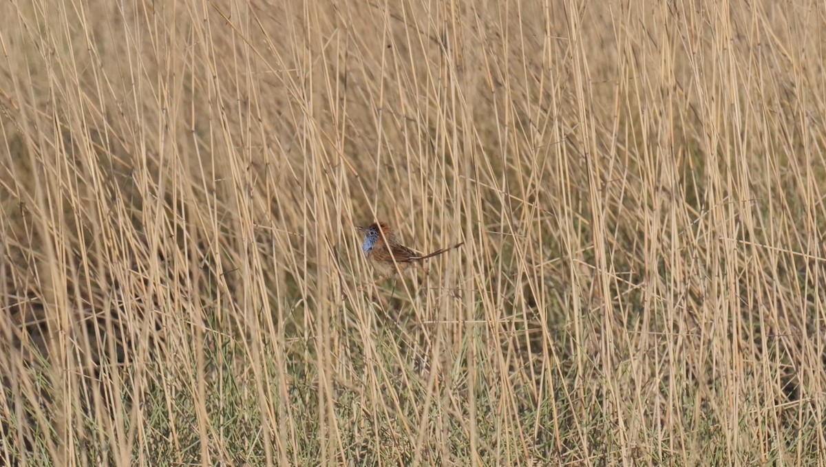 Rufous-crowned Emuwren - ML610313480