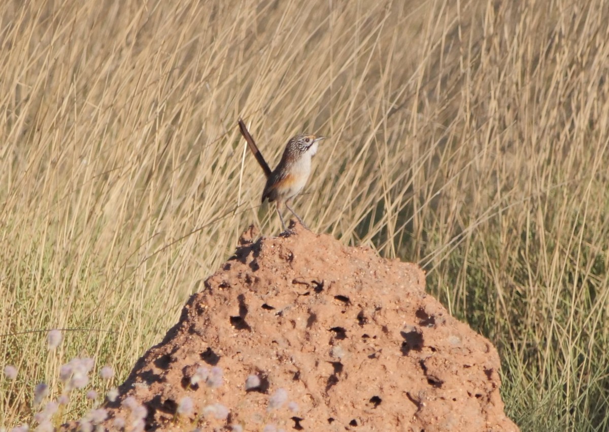 Opalton Grasswren - ML610313524