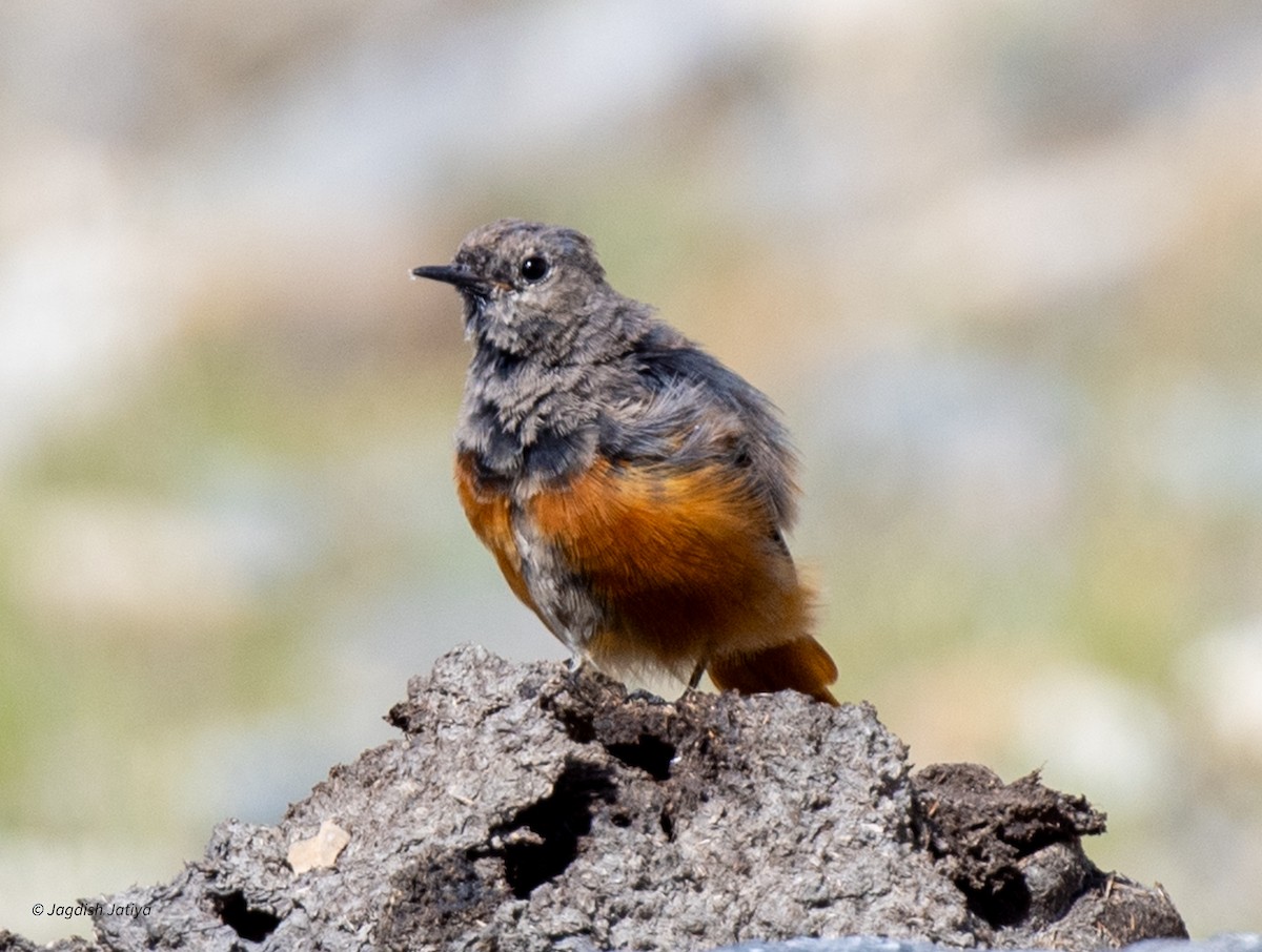 Black Redstart - ML610313531