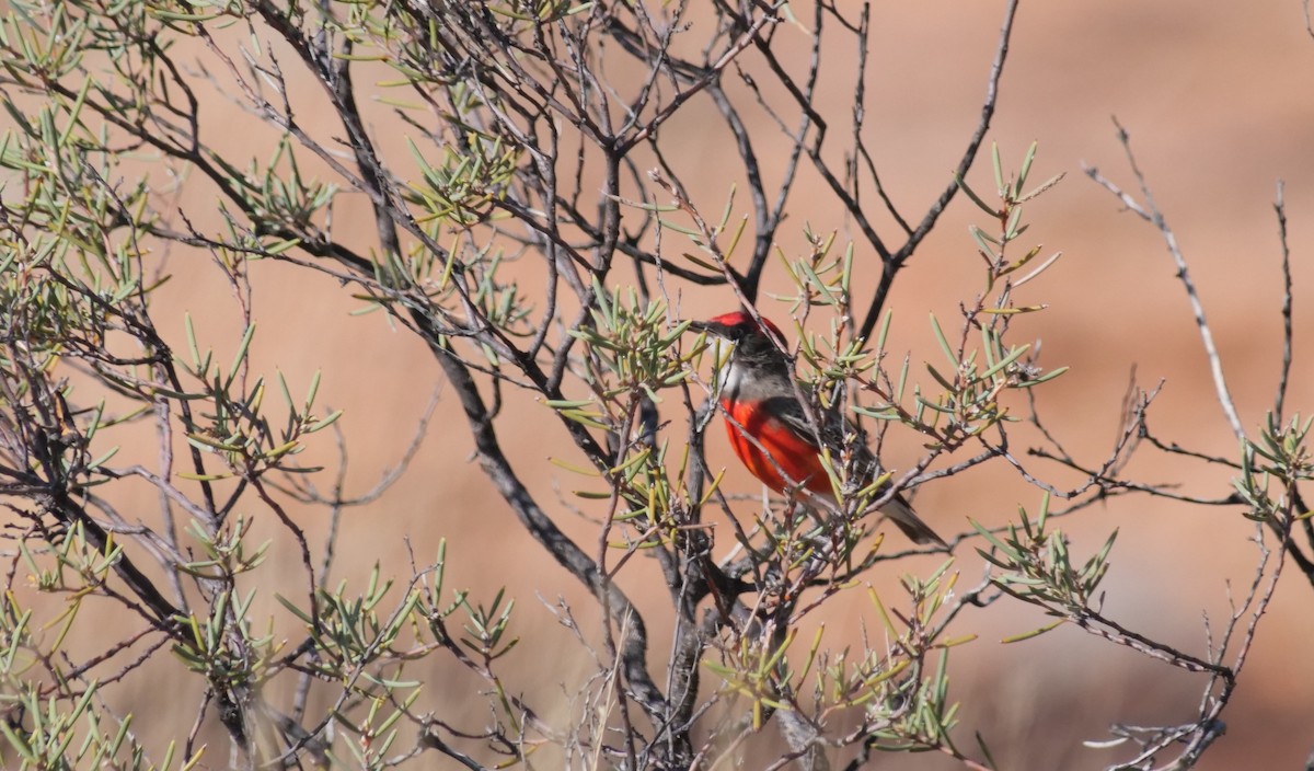 Crimson Chat - ML610313542