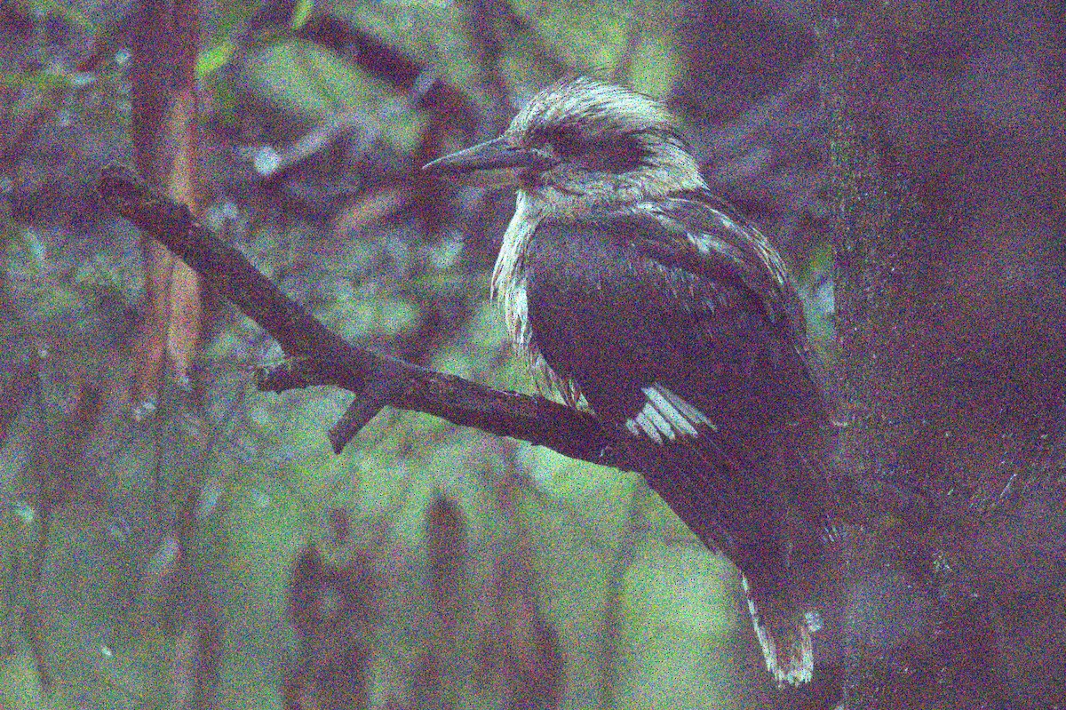 Laughing Kookaburra - ML610313626