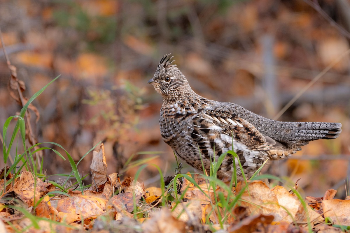 Ruffed Grouse - Anne Spiers