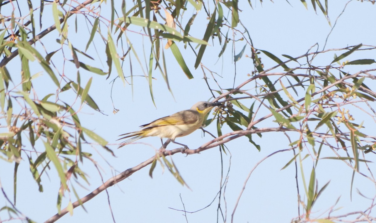 Gray-headed Honeyeater - ML610313651