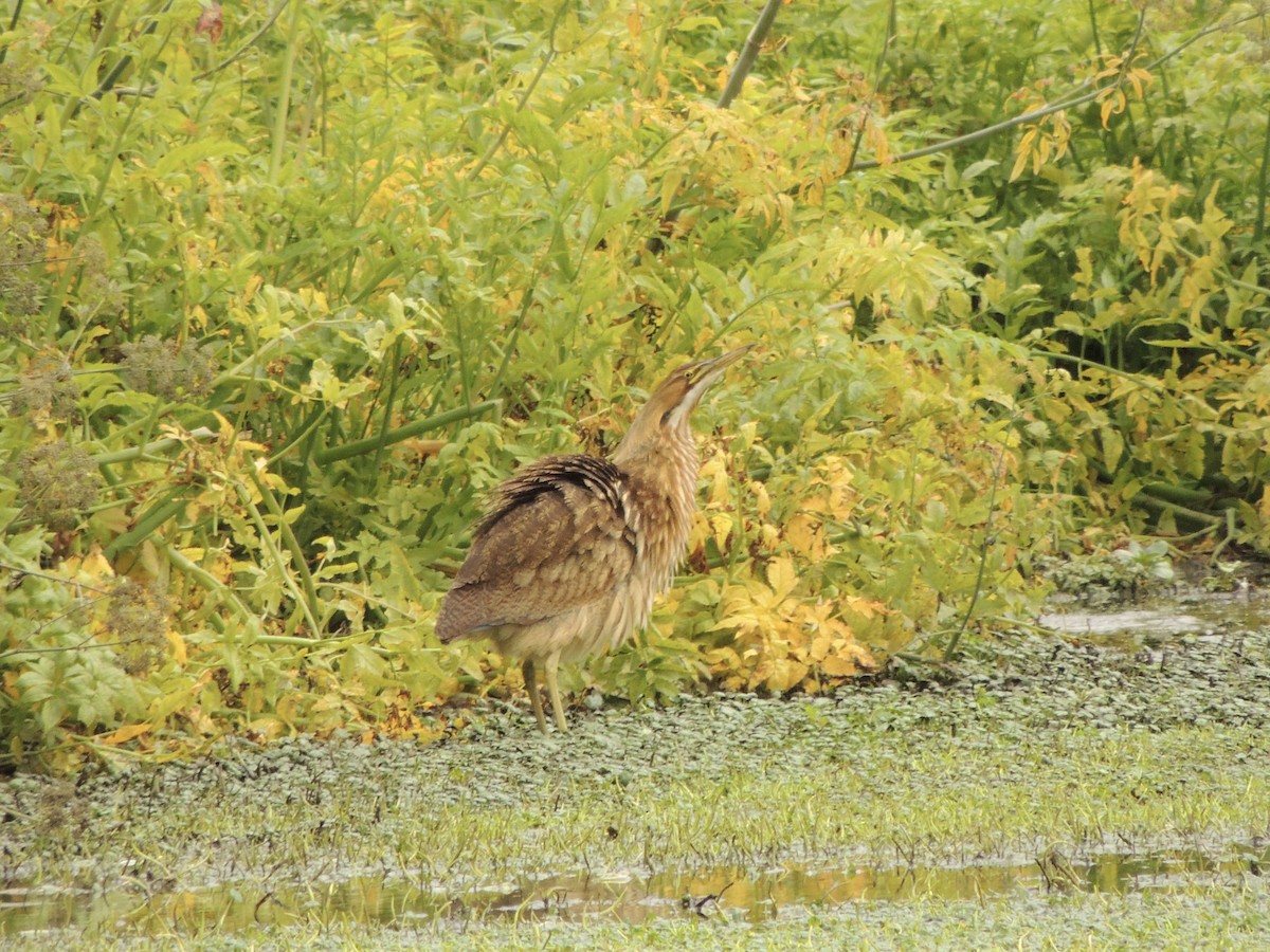 American Bittern - Zev Doll-Schmitz