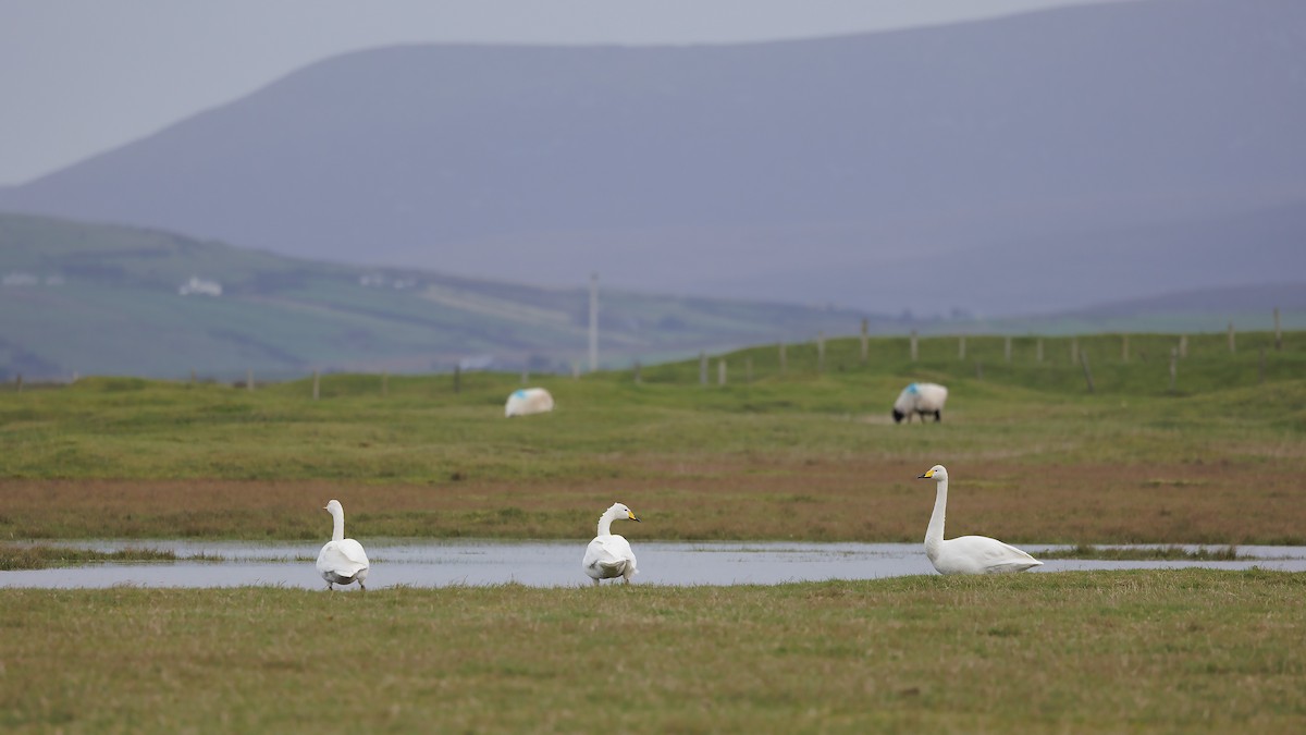 Whooper Swan - ML610314102