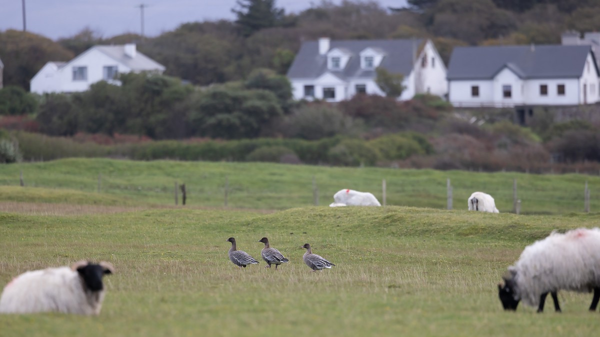 Pink-footed Goose - Josh Jones