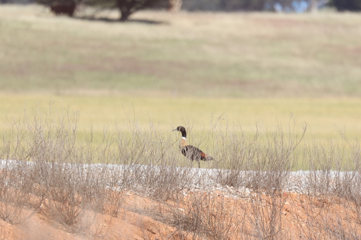 Australian Shelduck - ML610314162