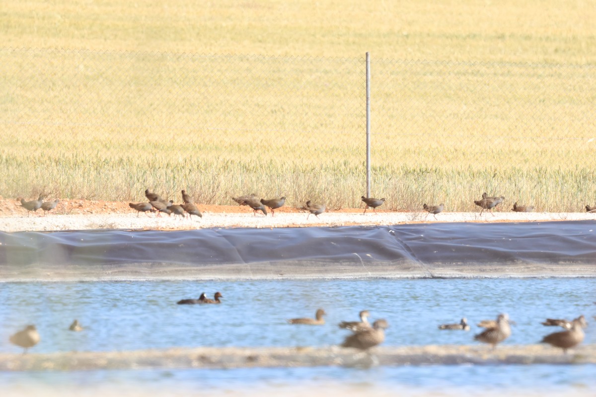 Black-tailed Nativehen - ML610314176