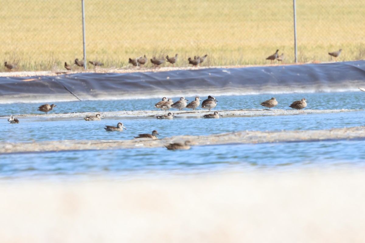 Pink-eared Duck - ML610314181