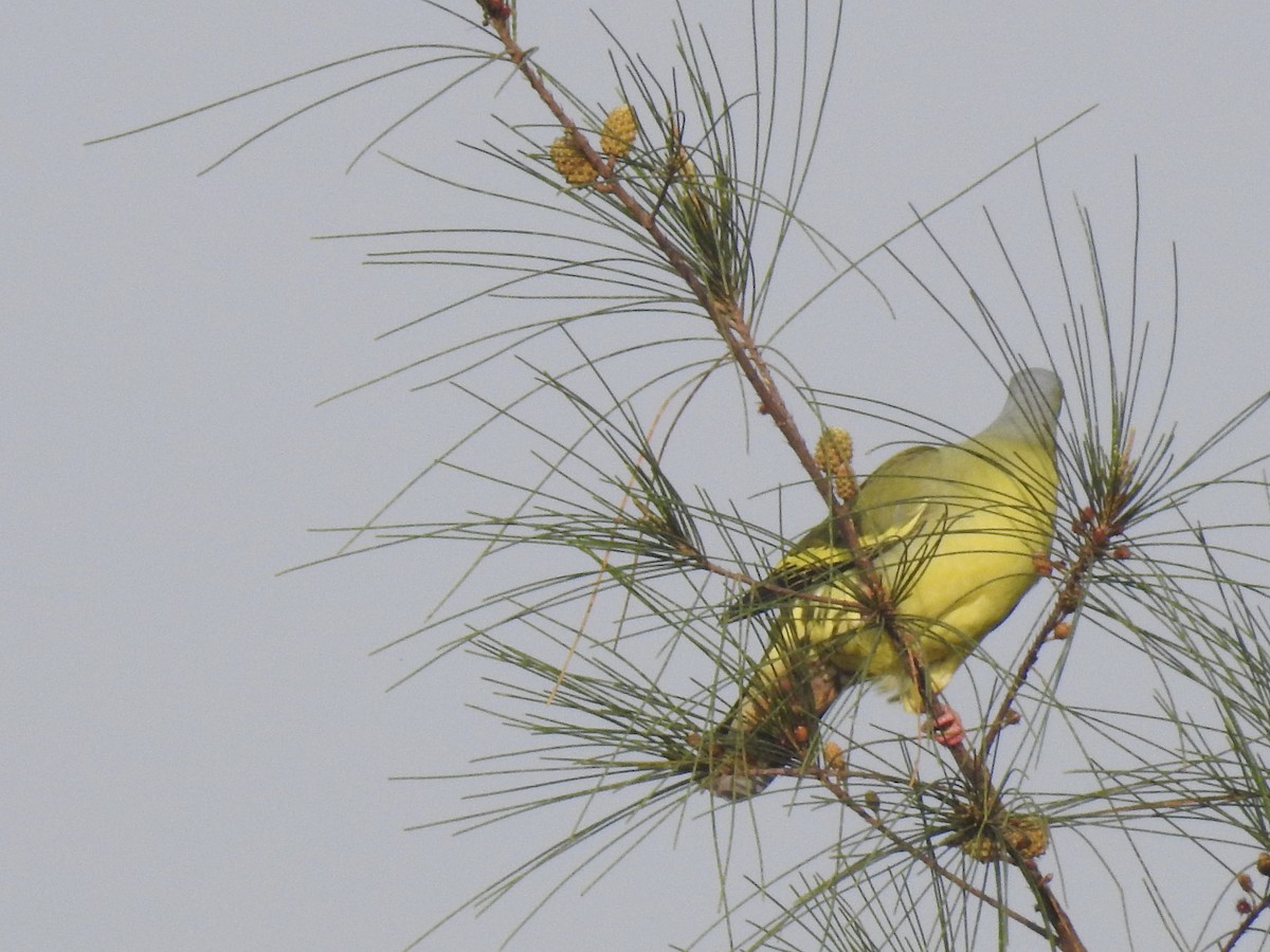 Orange-breasted Green-Pigeon - ML610314196