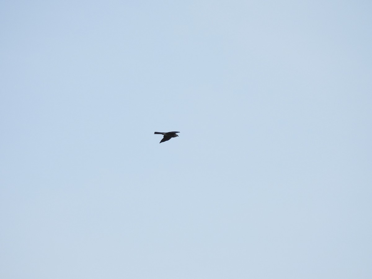 Mississippi Kite - ML610314197