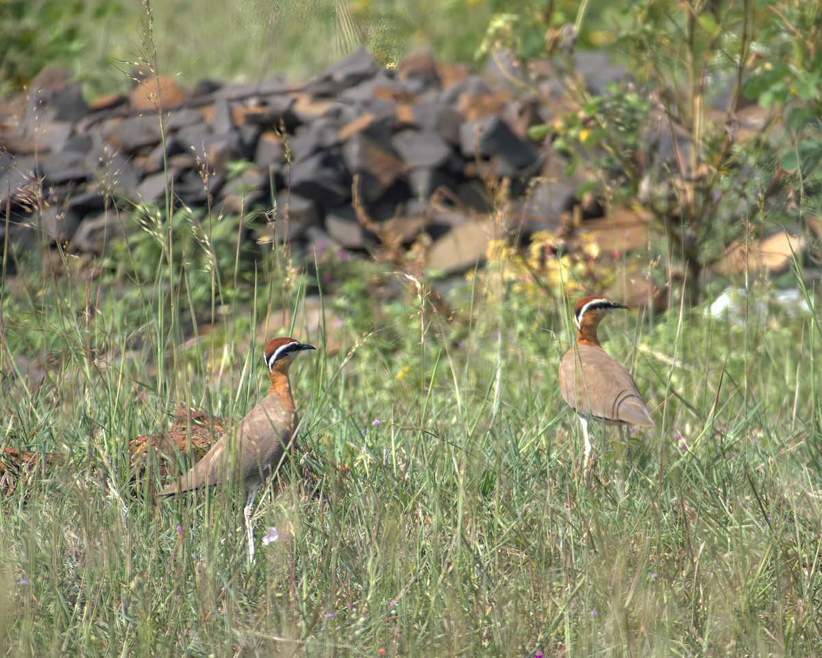 Indian Courser - Jayendra Rakesh Yeka