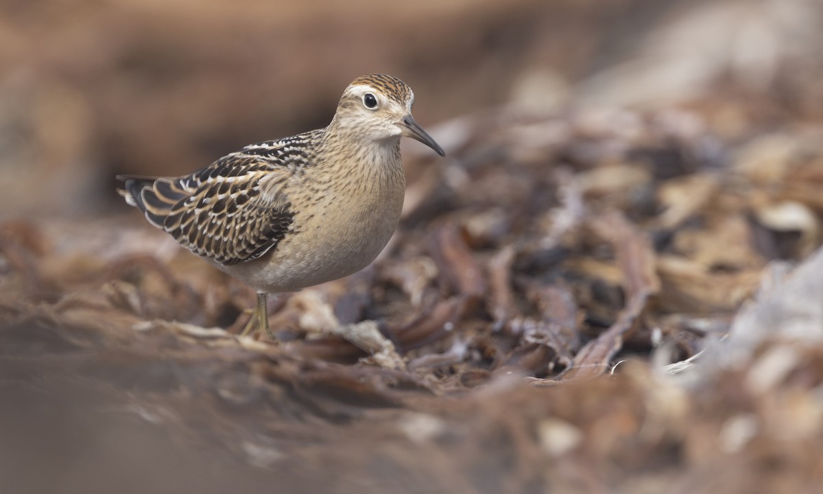 Sharp-tailed Sandpiper - ML610314316