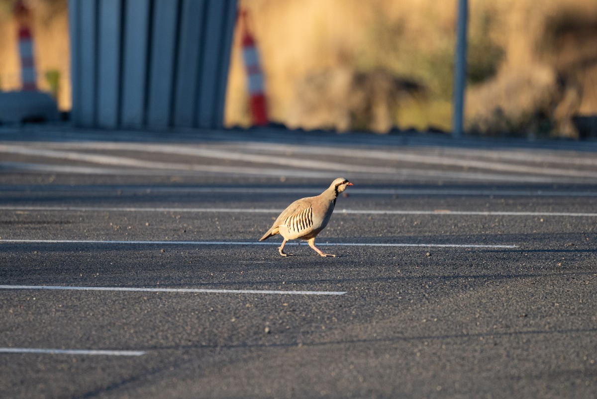 Chukar - ML610314319