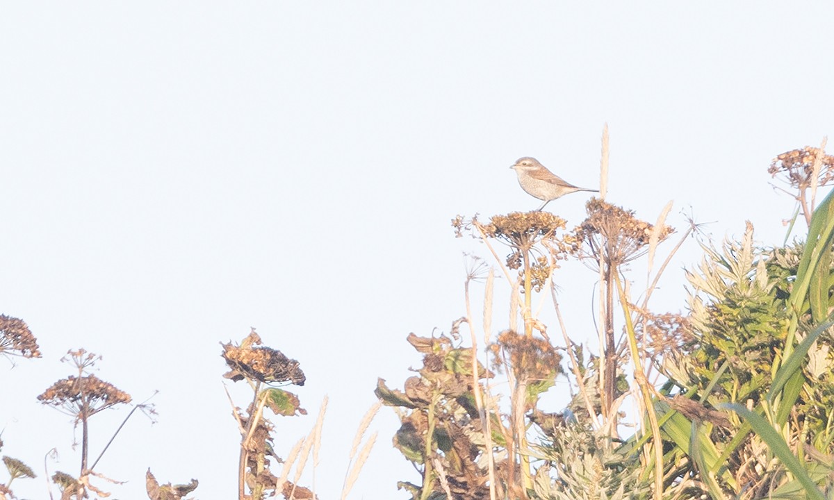 Red-backed Shrike - Zak Pohlen