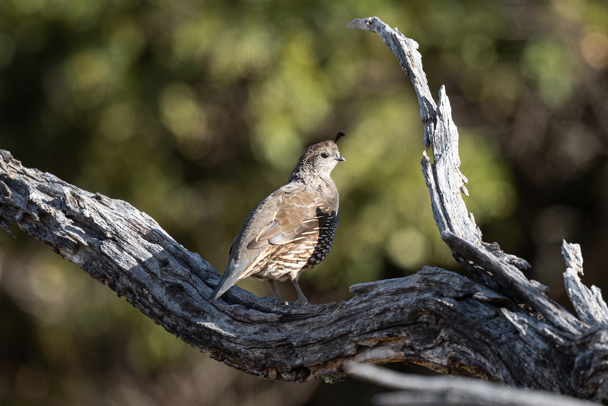 California Quail - ML610314341