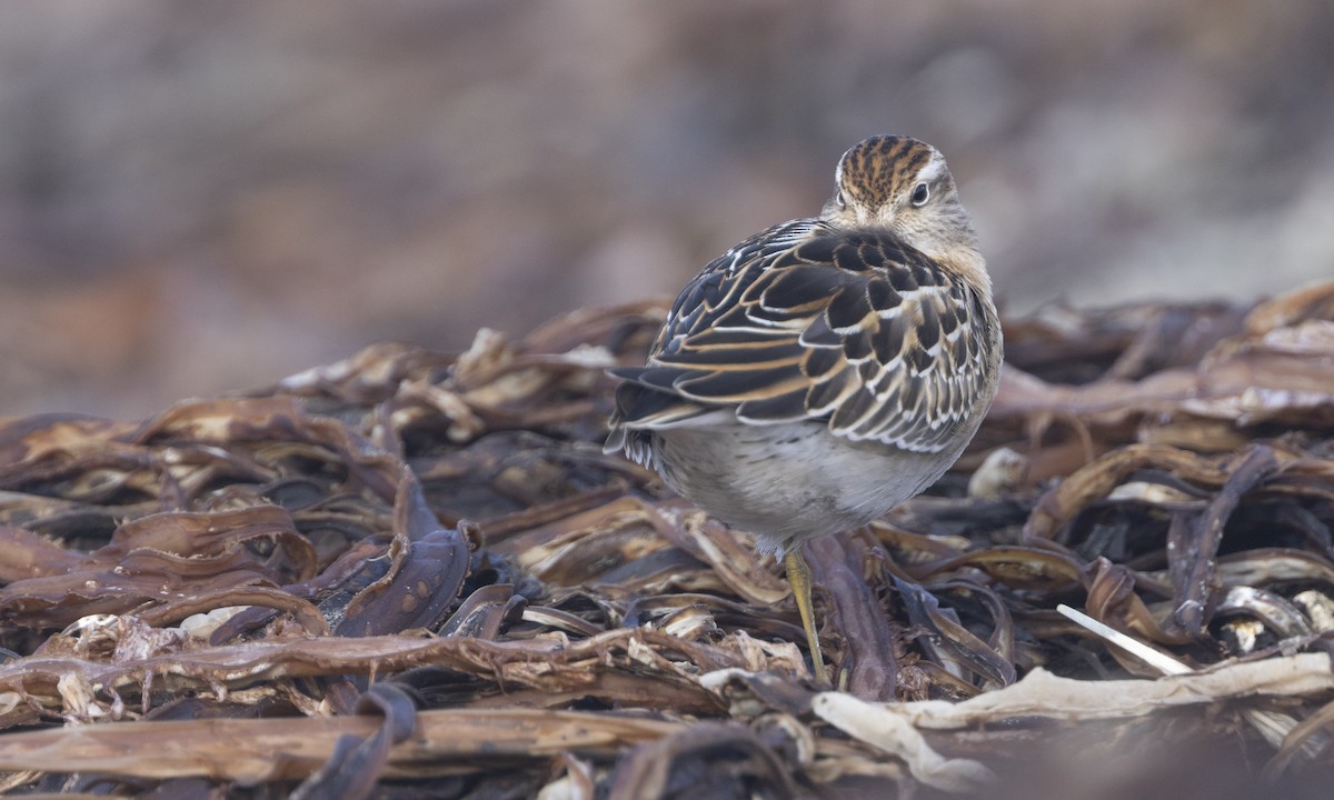 Sharp-tailed Sandpiper - ML610314347