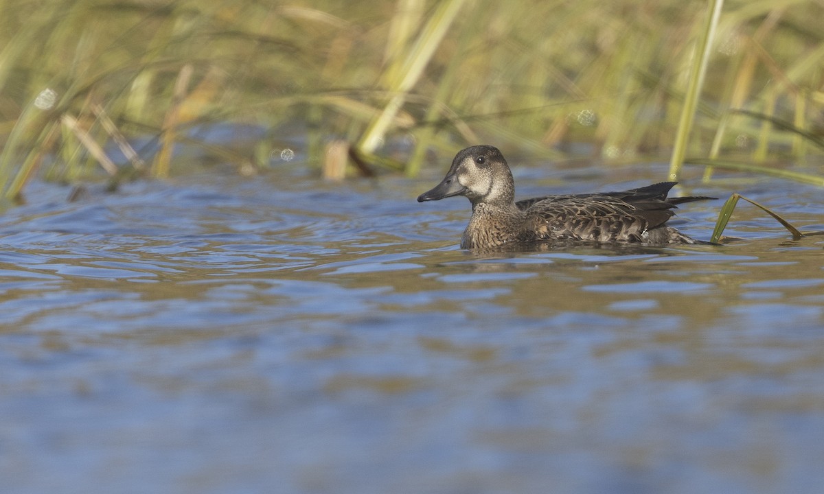 Baikal Teal - ML610314355