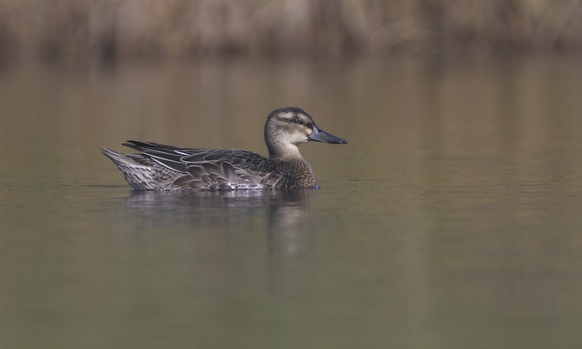 Garganey - ML610314437