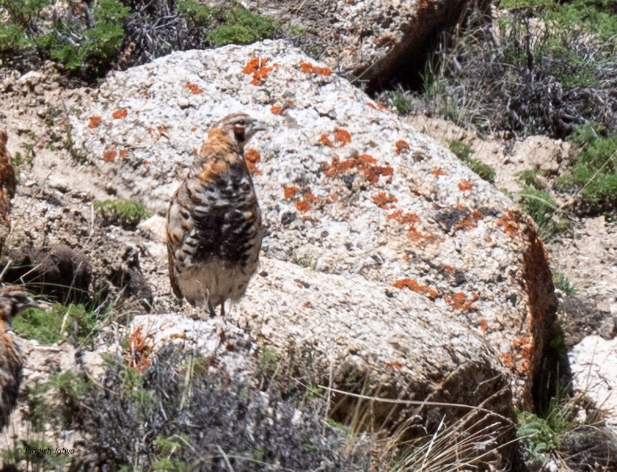 Tibetan Partridge - ML610314438