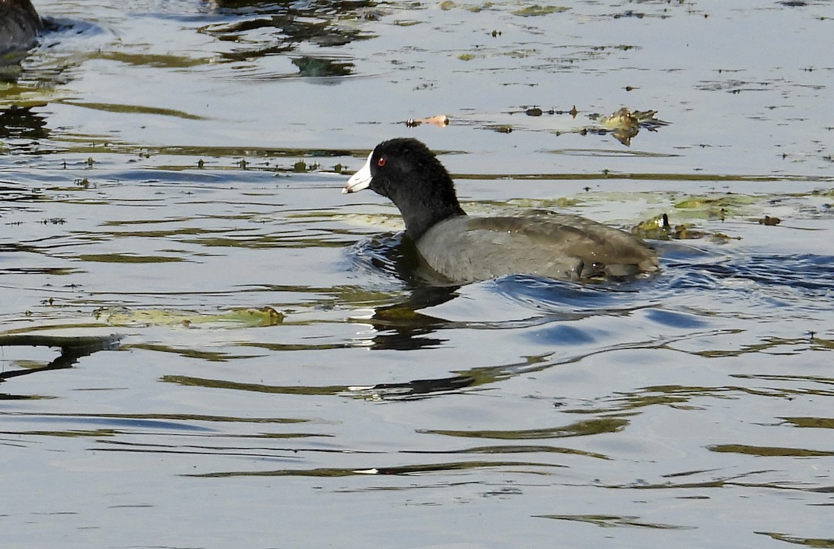 Foulque d'Amérique - ML610314471