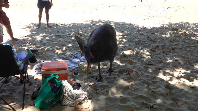 Southern Cassowary - ML610314474