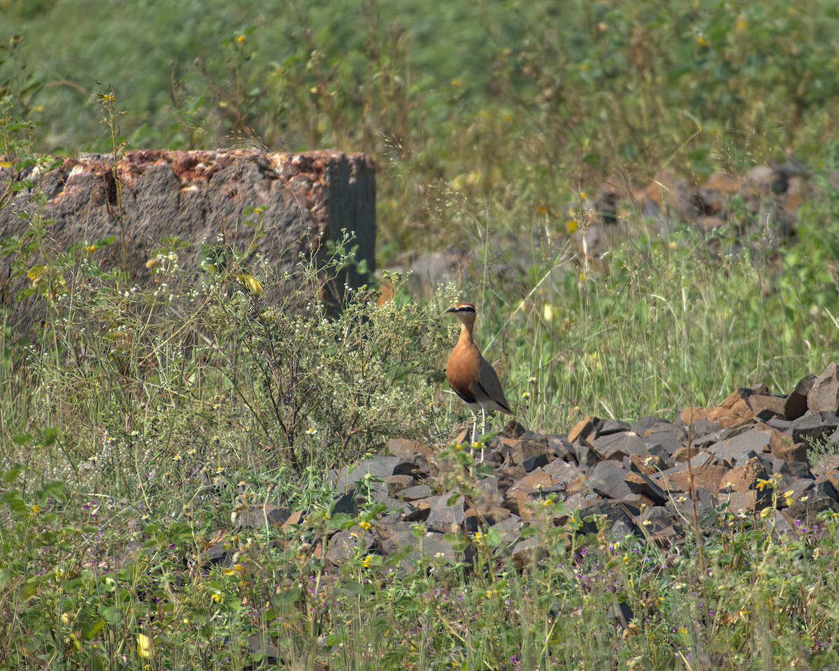 běhulík rezavoprsý - ML610314475