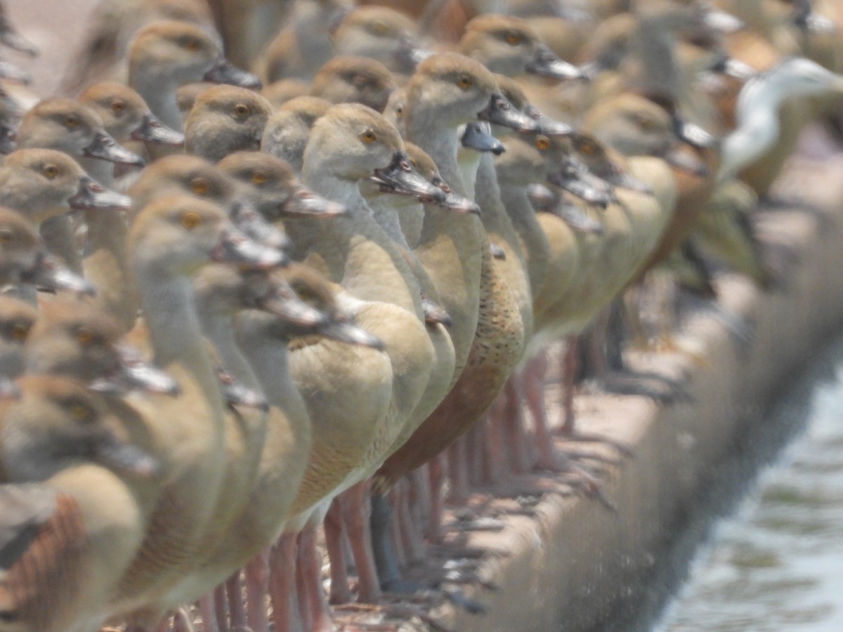 Plumed Whistling-Duck - Bryan Baker