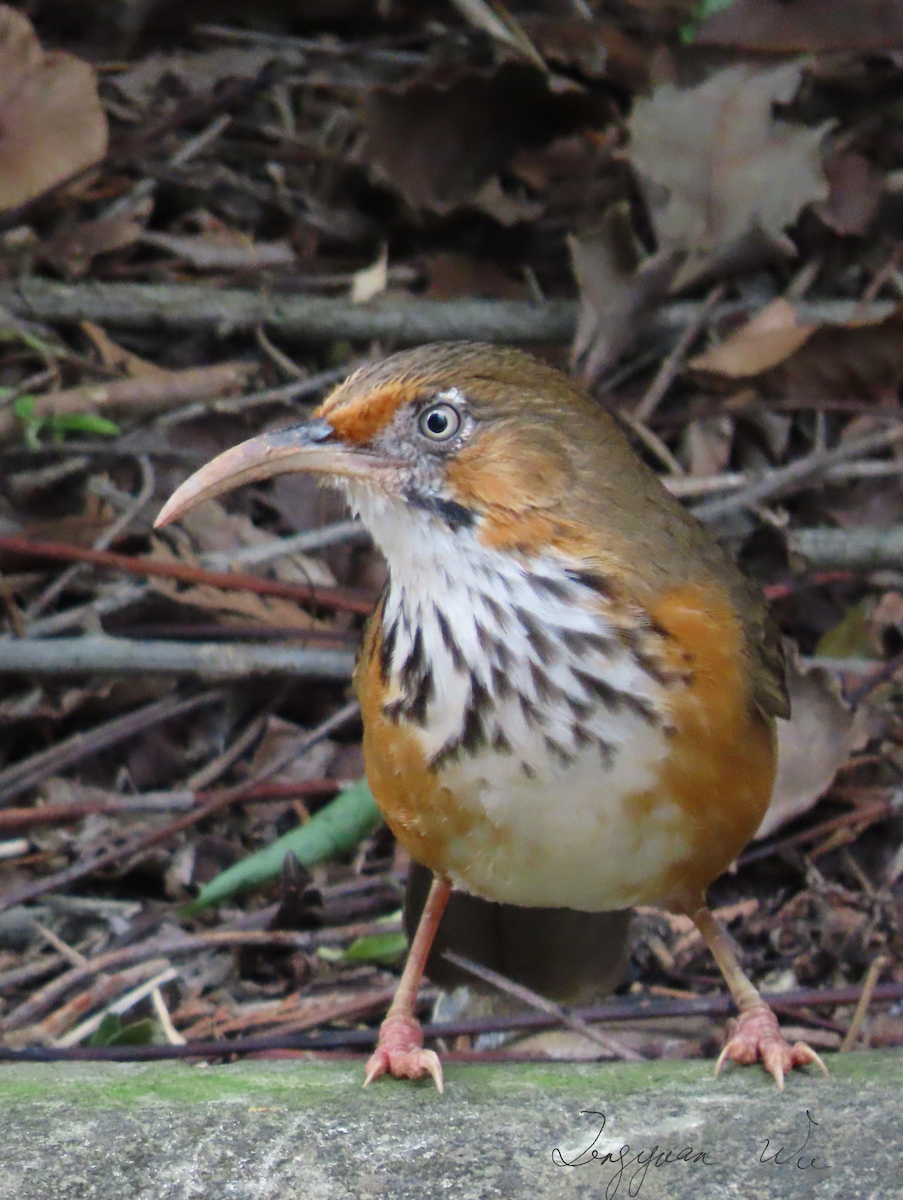 Black-streaked Scimitar-Babbler - ML610314495