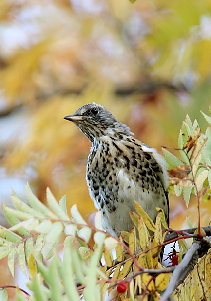 Fieldfare - Gobind Sagar Bhardwaj