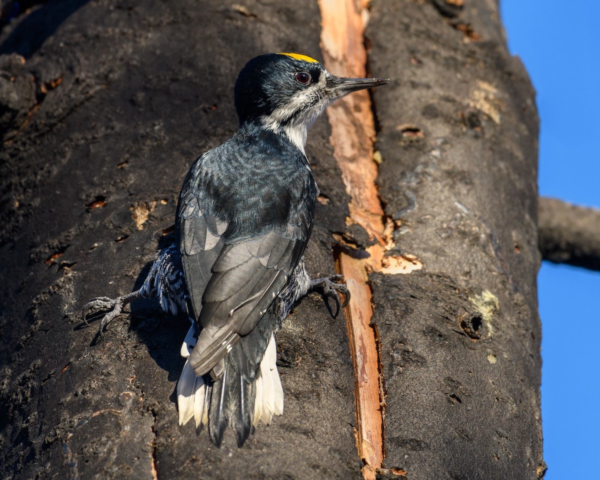 Black-backed Woodpecker - ML610314503