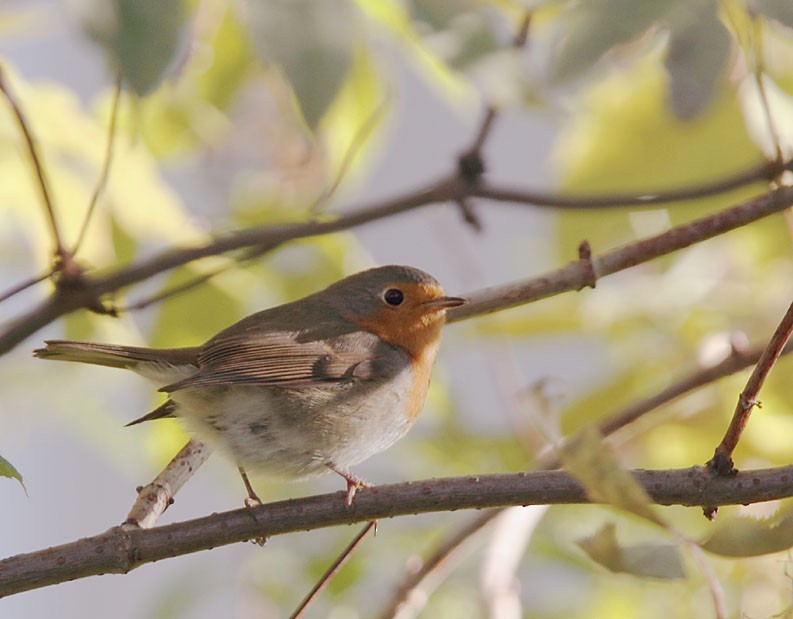 European Robin - ML610314505