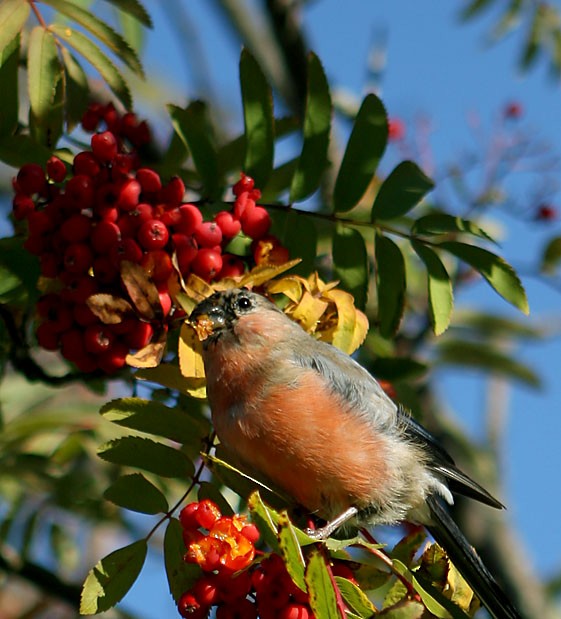 Eurasian Bullfinch (Eurasian) - Gobind Sagar Bhardwaj