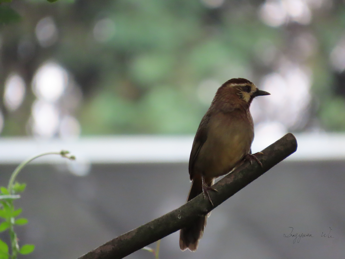 White-browed Laughingthrush - ML610314510