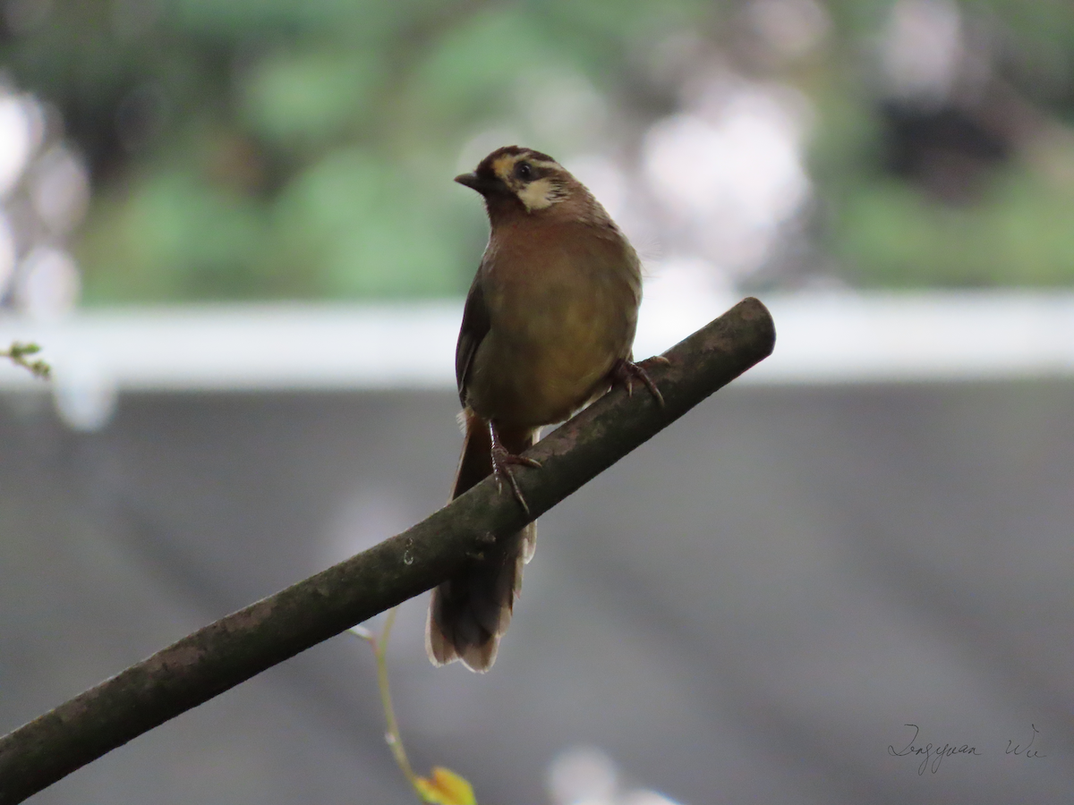 White-browed Laughingthrush - ML610314512