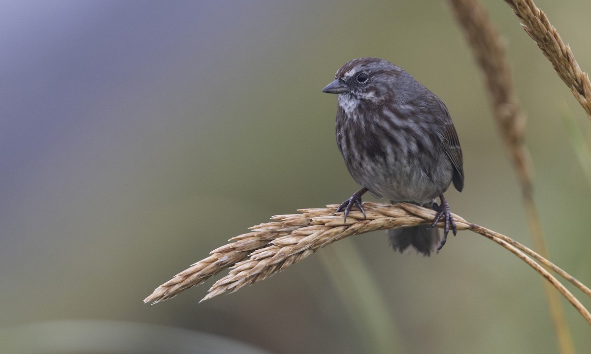 Song Sparrow (sanaka/maxima) - ML610314514