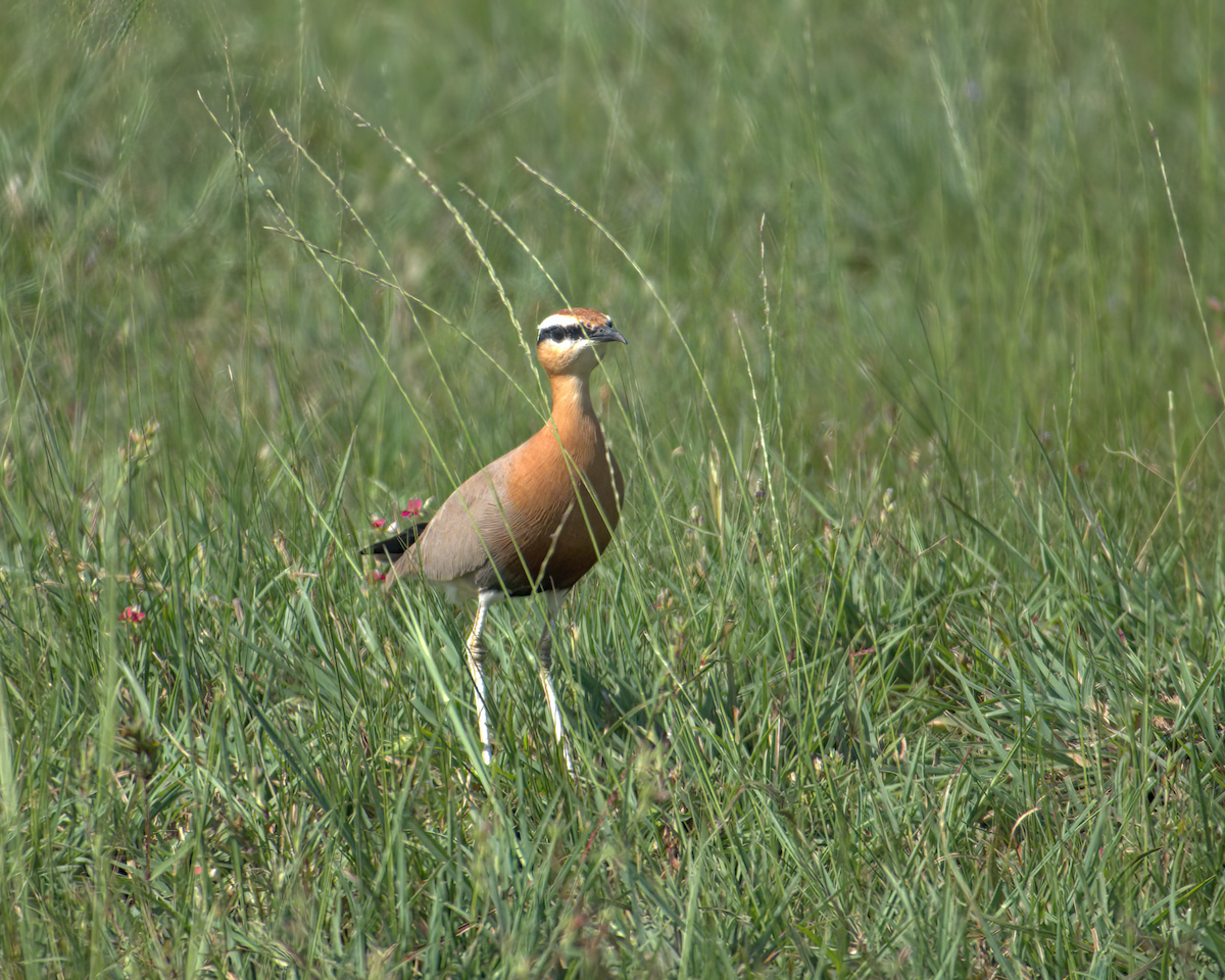 Koromandelrennvogel - ML610314520