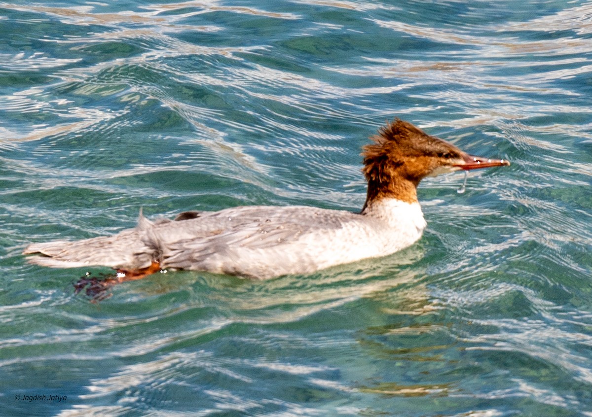 Common Merganser - Jagdish Jatiya