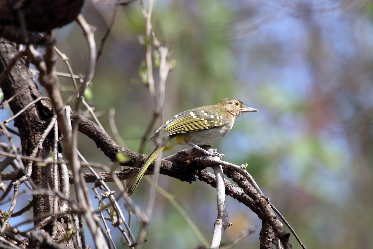 Nicator à tête brune - ML610314534