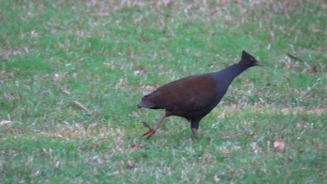 Rotbein-Großfußhuhn - ML610314537