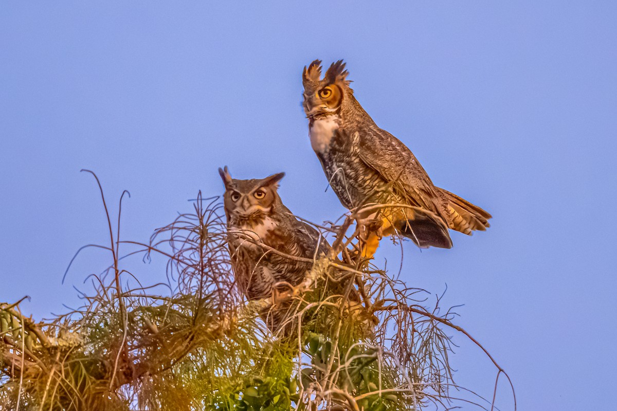 Great Horned Owl - ML610314539