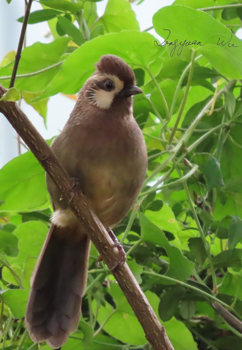 White-browed Laughingthrush - ML610314548