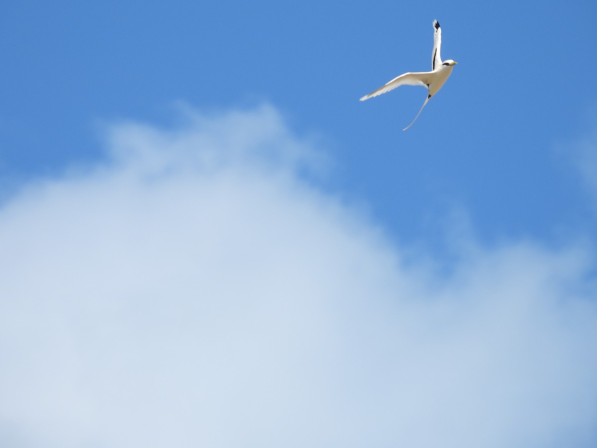 White-tailed Tropicbird - ML610314557