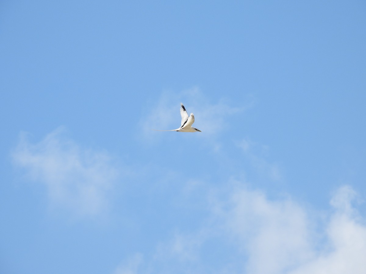 White-tailed Tropicbird - Nicholas Minnich